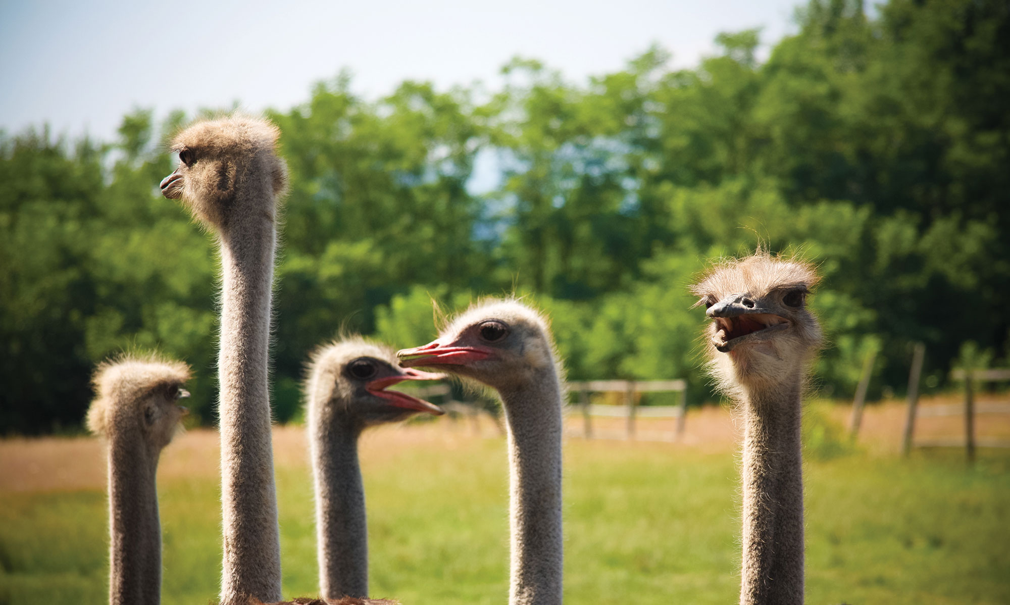 Five ostriches stand close together in a grassy field with trees in the background, some with their beaks open as if they are calling. A unique sight among the many things to do in Solvang.