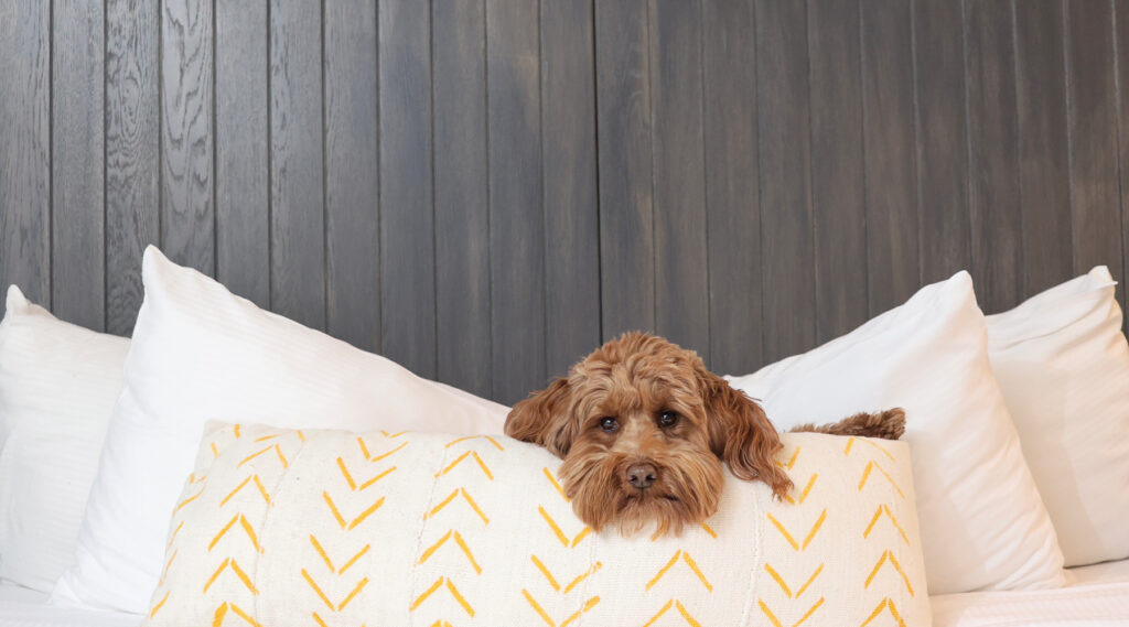 A brown, fluffy dog rests its head on a white pillow with yellow arrows, surrounded by white cushions against a dark wood-paneled wall—a perfect scene at a pet friendly hotel.
