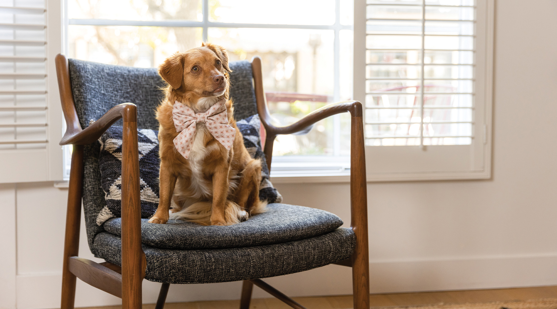 A small brown dog with white markings and a pink polka dot bow sits on a dark gray armchair in a bright, pet friendly hotel room in Solvang with large windows and white shutters.