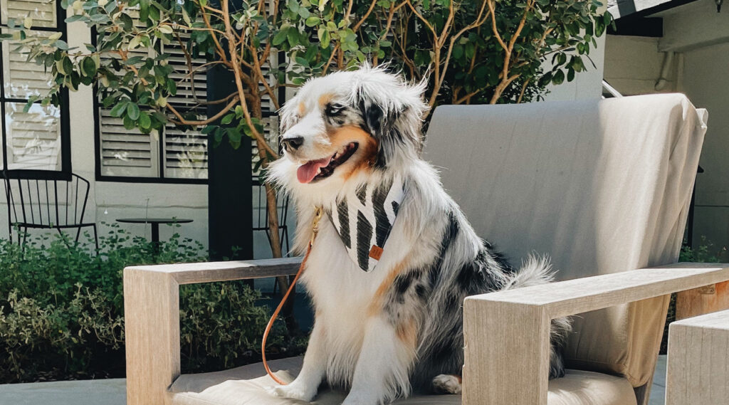 A happy Australian Shepherd dog with a black and white bandana sits on a beige outdoor chair in a sunlitl garden at The Landsby, surrounded by lush green trees and shrubs.