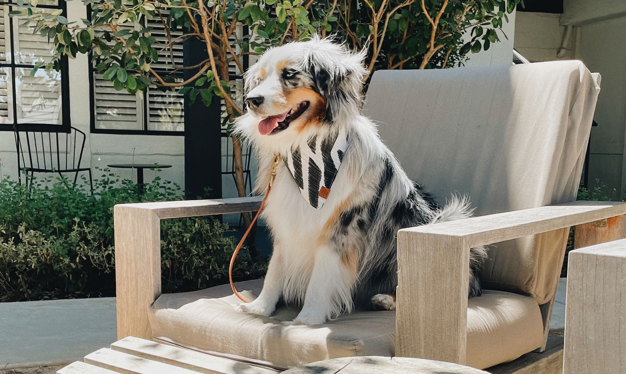 A fluffy Australian Shepherd dog with a black and white bandana sits on a cushioned outdoor chair, enjoying the sunlit garden setting—perfectly capturing the relaxing vibe inspired by hotel amenities at The Landsby.