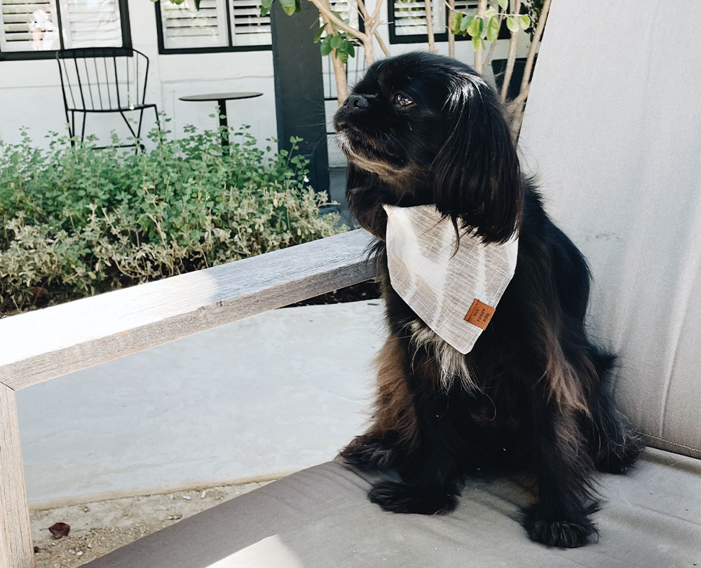 A small black dog with long fur and a light-colored bandana sits on a patio chair outdoors at a pet-friendly hotel in Solvang, looking to the side. There are plants, a table, and another chair in the background.