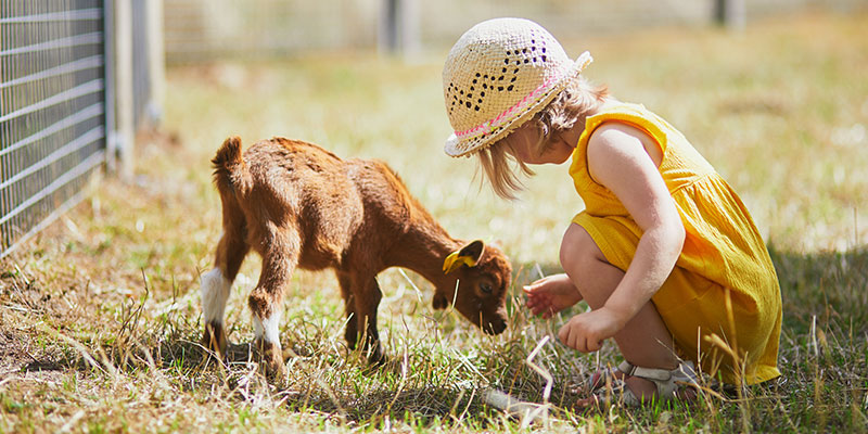 A young child in a yellow dress and sunhat crouches on grass, gently reaching out to a small brown baby goat beside a wire fence—one of the delightful things to do in Solvang for families who love animals and outdoor fun.
